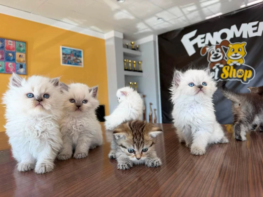 British Longhair Yavrular Shorthair Yavrular Ankara