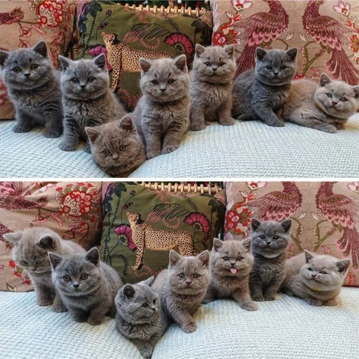 British Shorthair Yavrulari