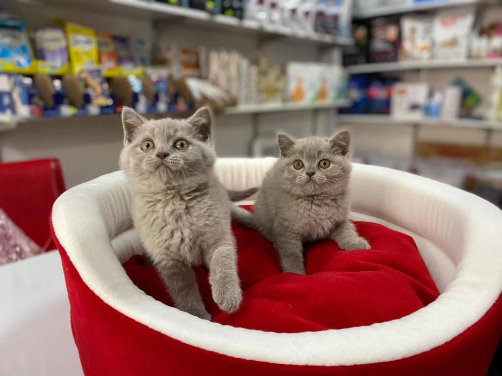 Muhteşeml Lilak British Shorthair Yavrular