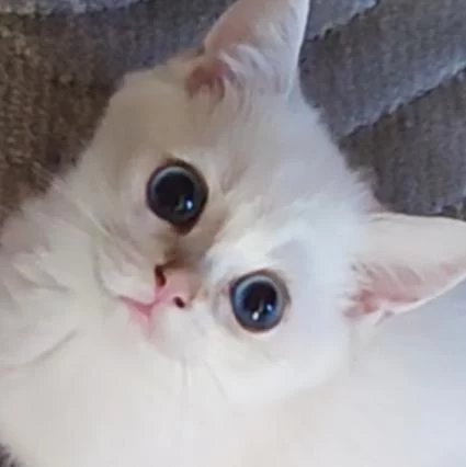 Safkan British Shorthair