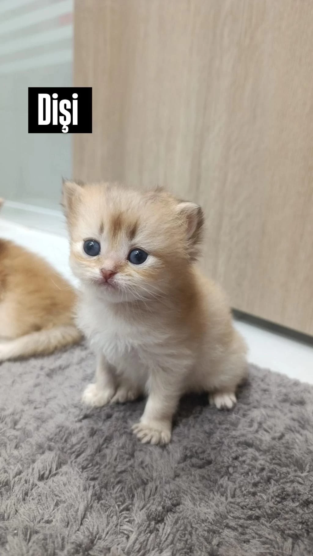 Golden British Longhair Yavrularımız
