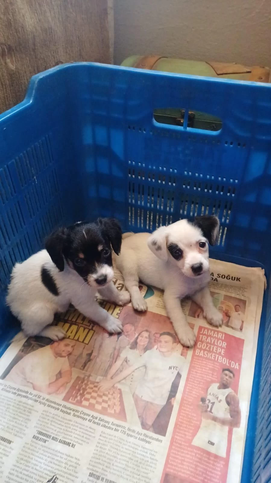 Harika Jack Russell Yavru