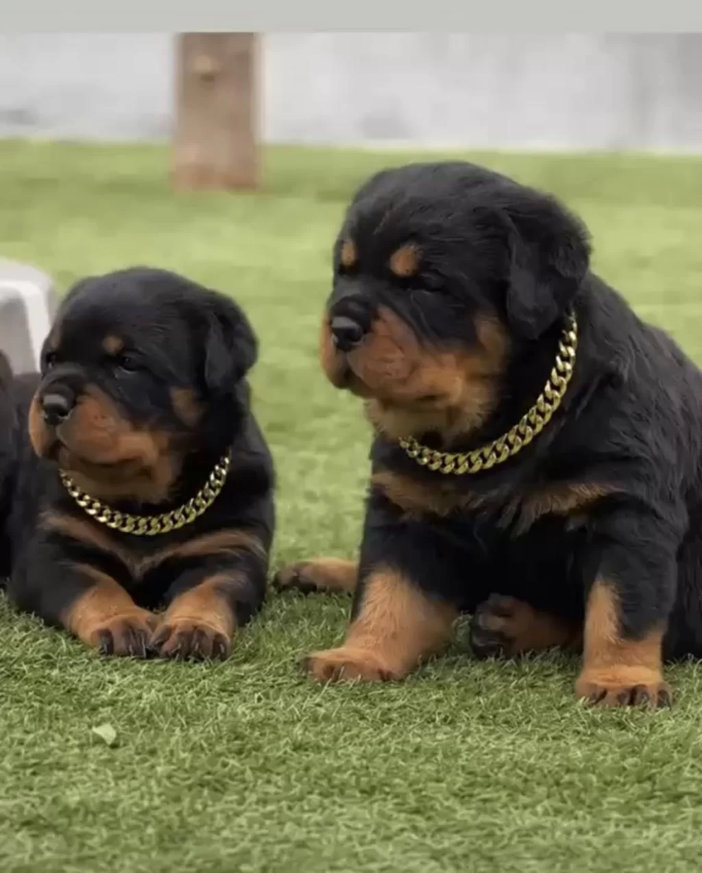 Rottweiler Yavruları