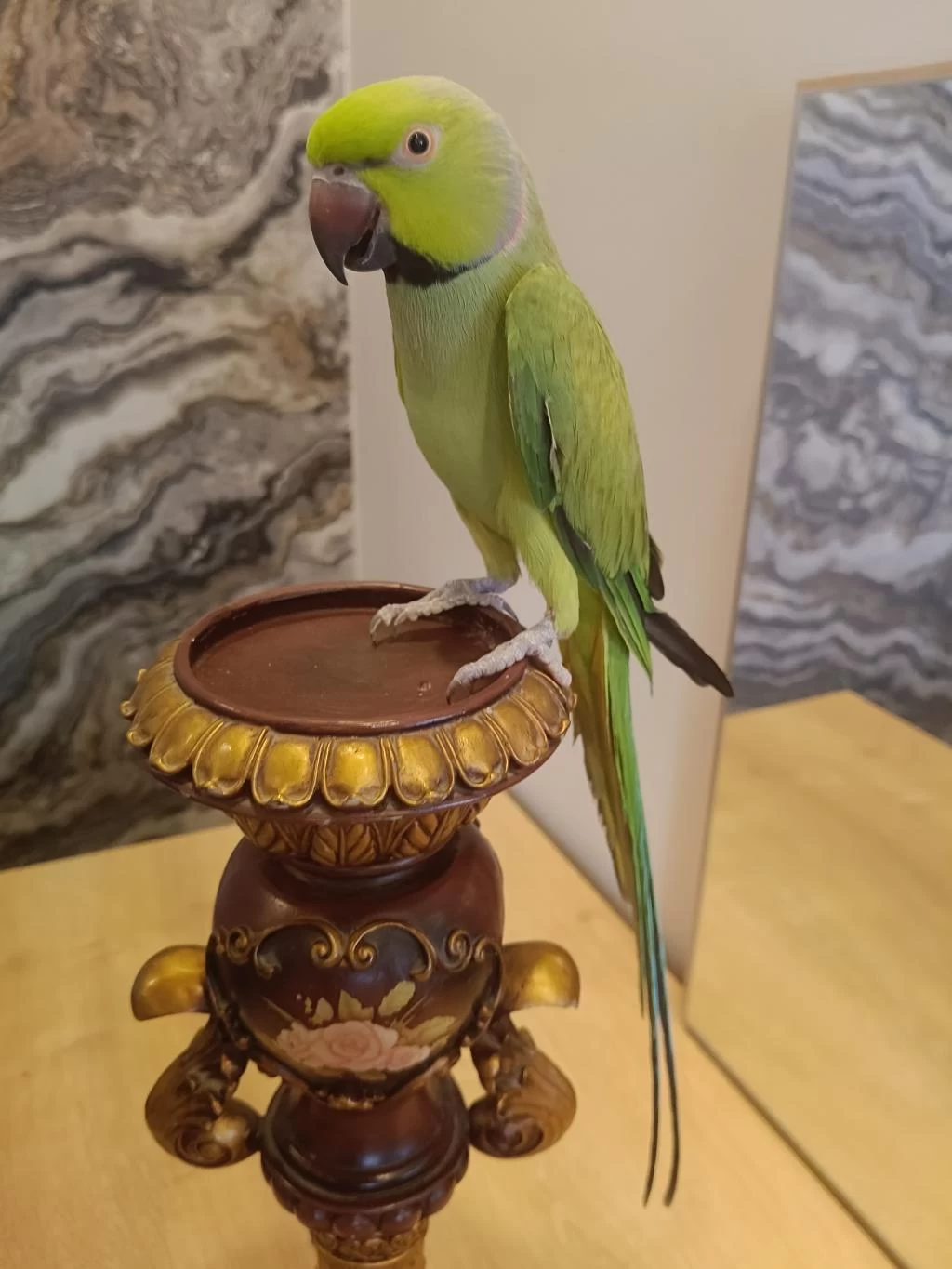 Erkek Pakistan Papağan