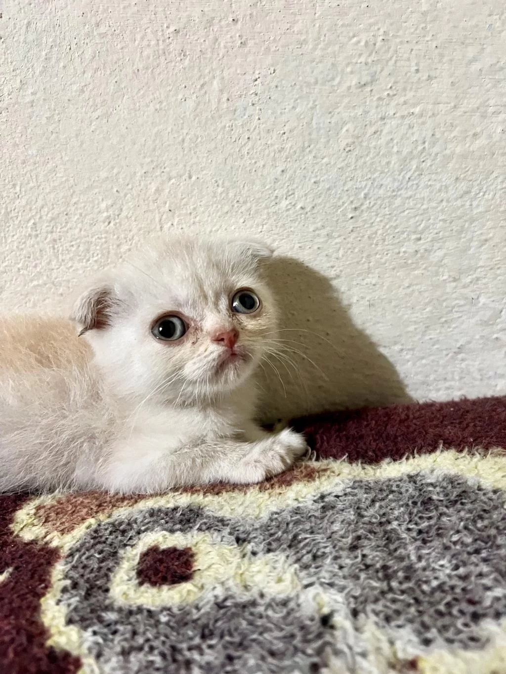 2.5 Aylık Scottish Fold İlanda Gold Rengi Hareketli