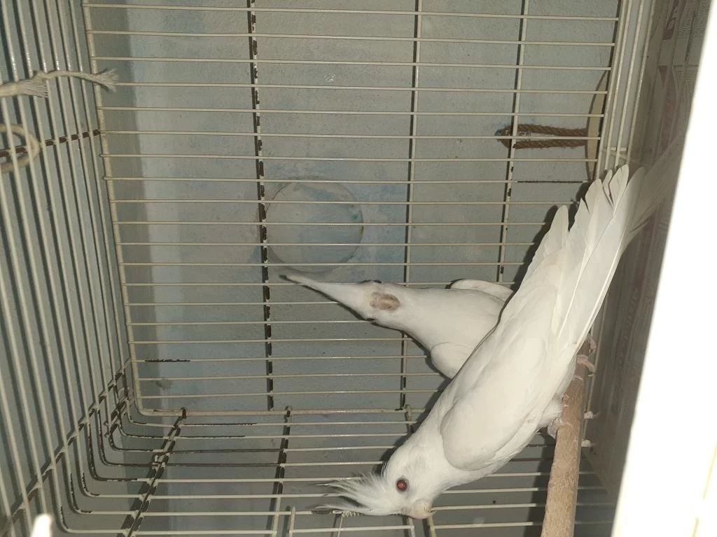 Albino Takım Yavrusu Alınmış Takım Sultan Papağanı