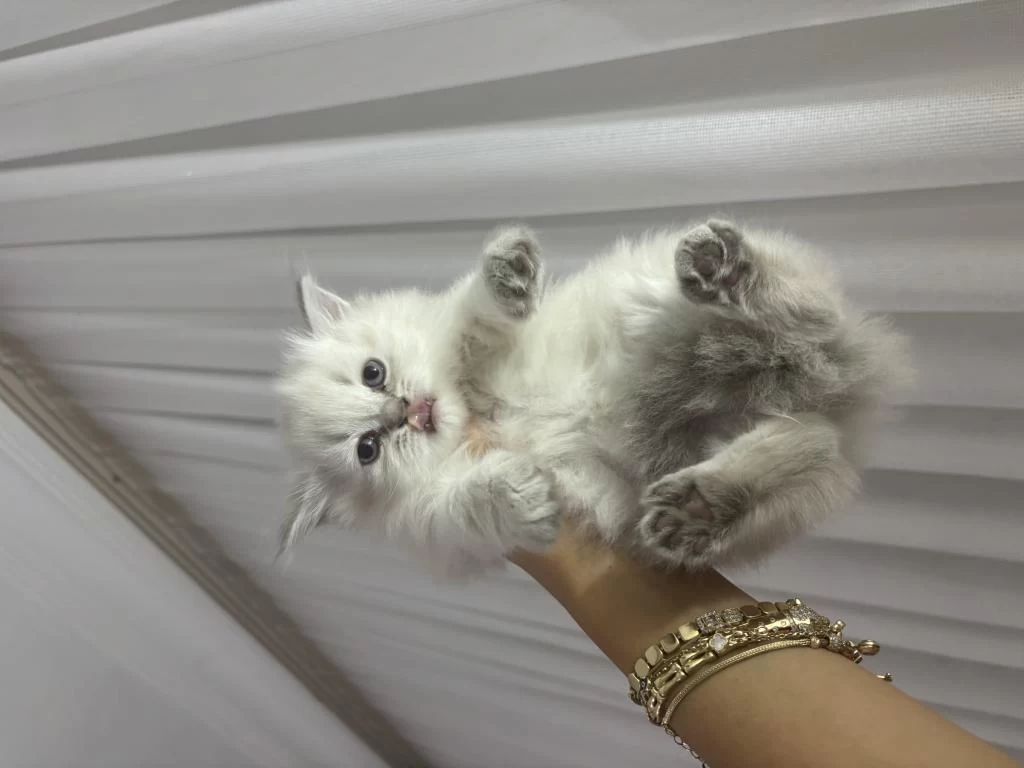 British Longhair Kedisi