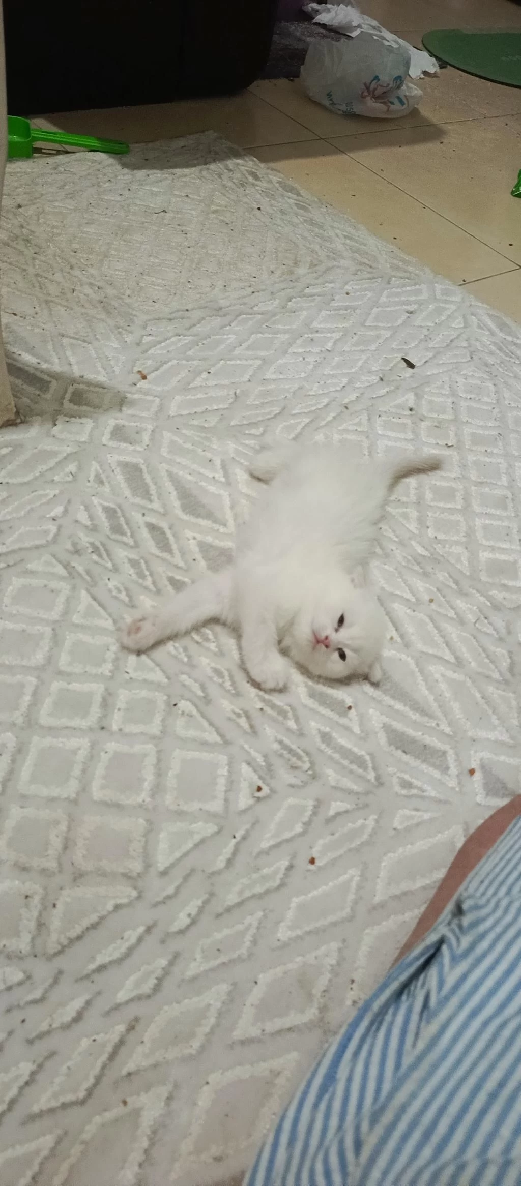 Kedilerimiz Yeni Sahiplerini Arıyor