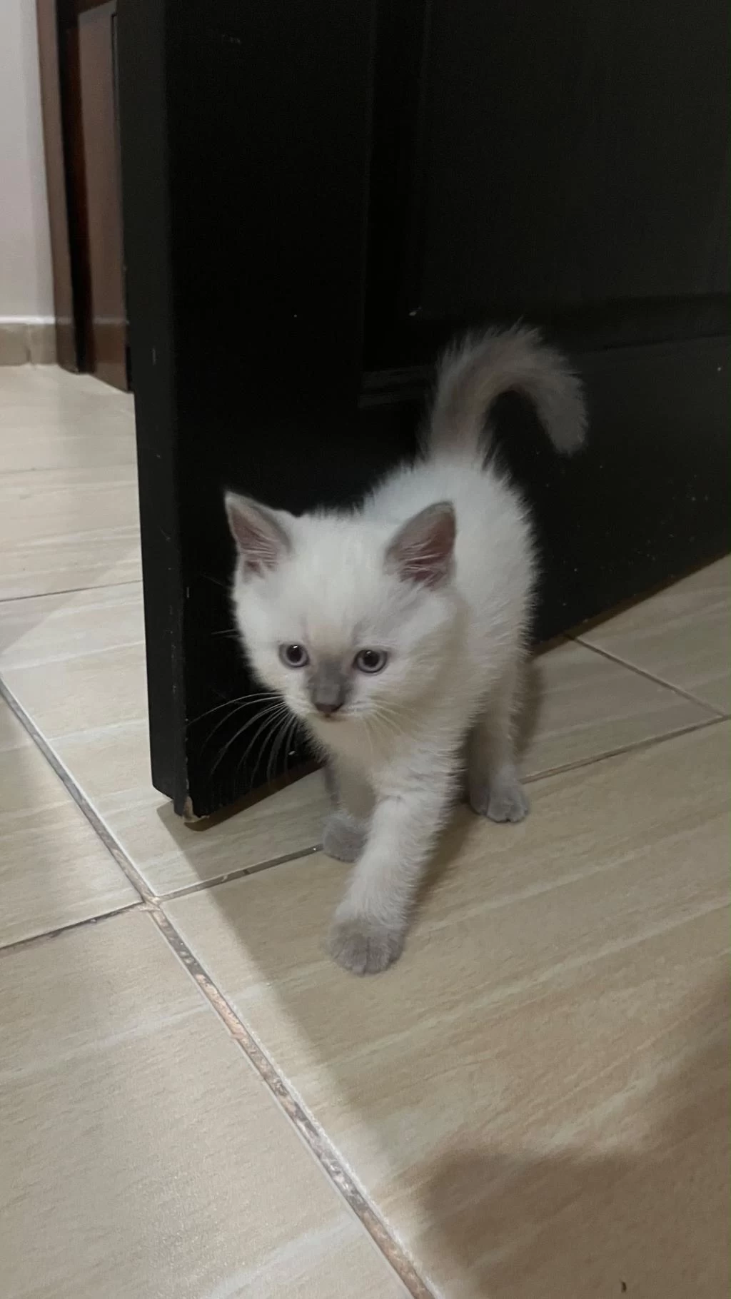 Bluepoint Orjinal Ve Çok Özel Yavru Kedimiz