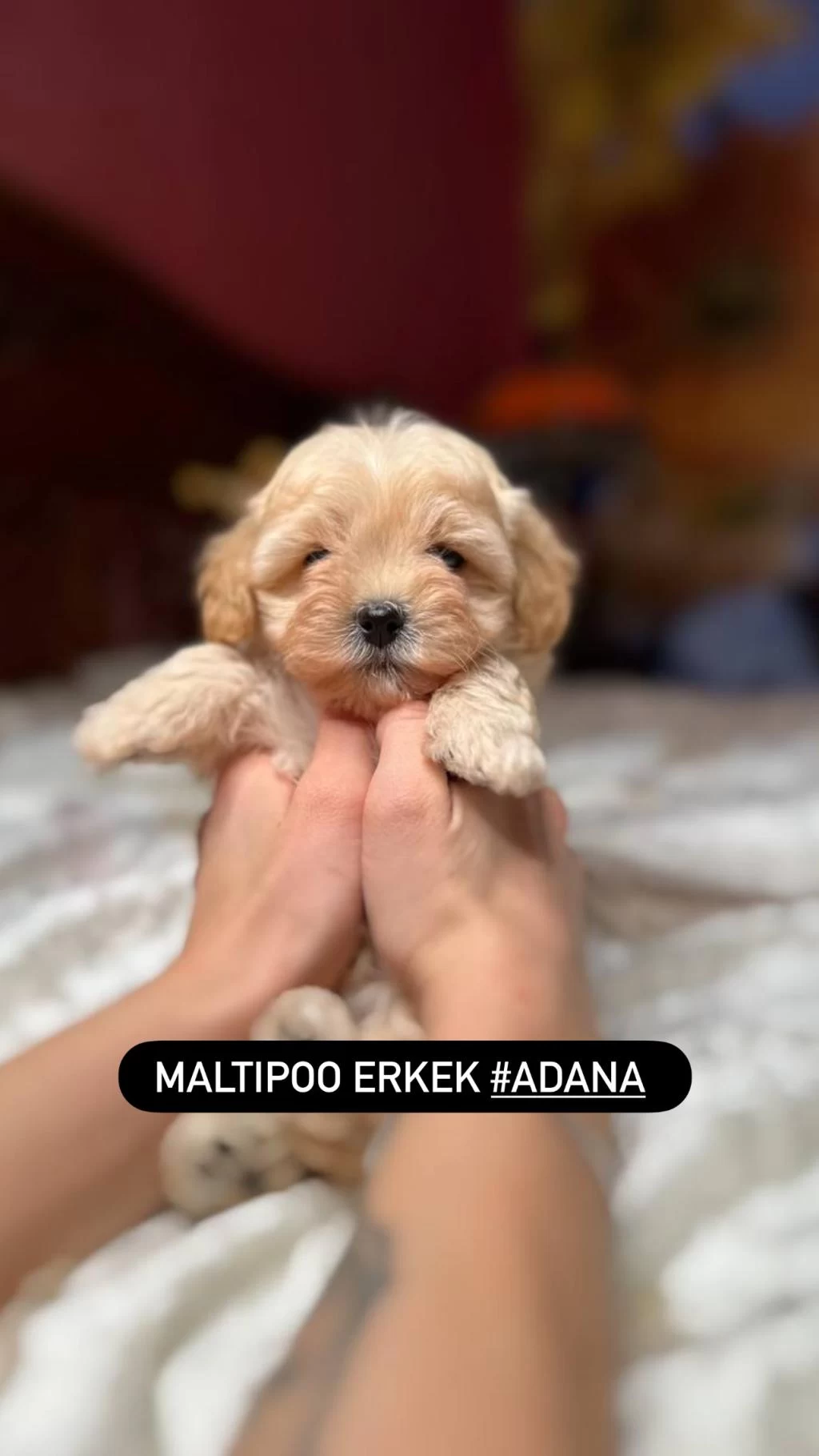 Sağlıklı Maltipoo Kore Bebek