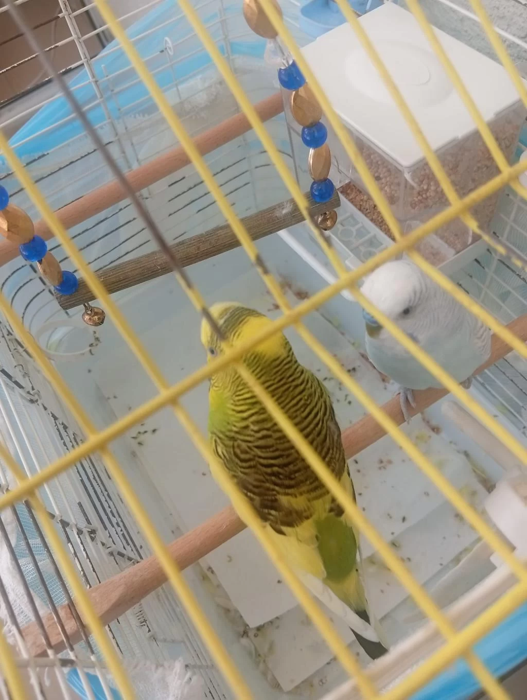 İki Adet Ali İkinci Ve Konuşan Erkek Muhabbet Kuşu