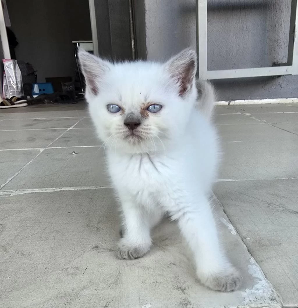 Kedilerime Yuva Arıyorum