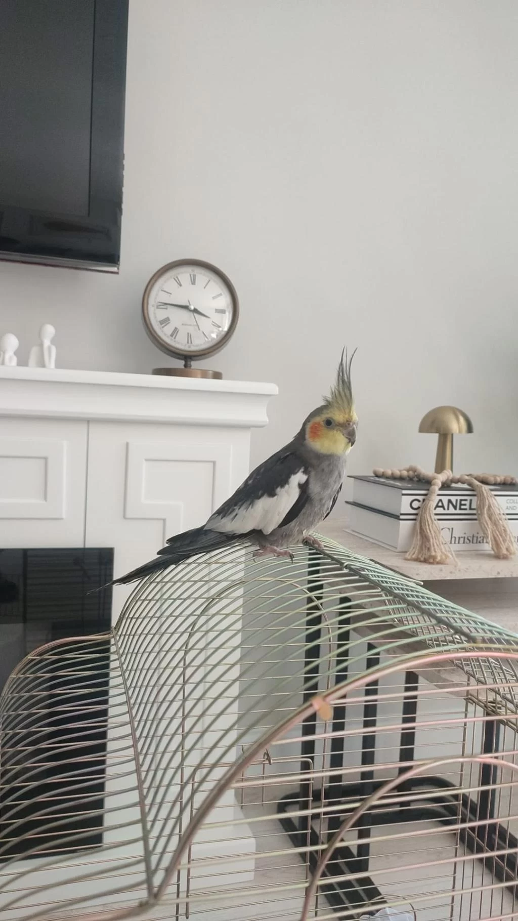 3,4 Aylık Bebek Sultan Papağanı