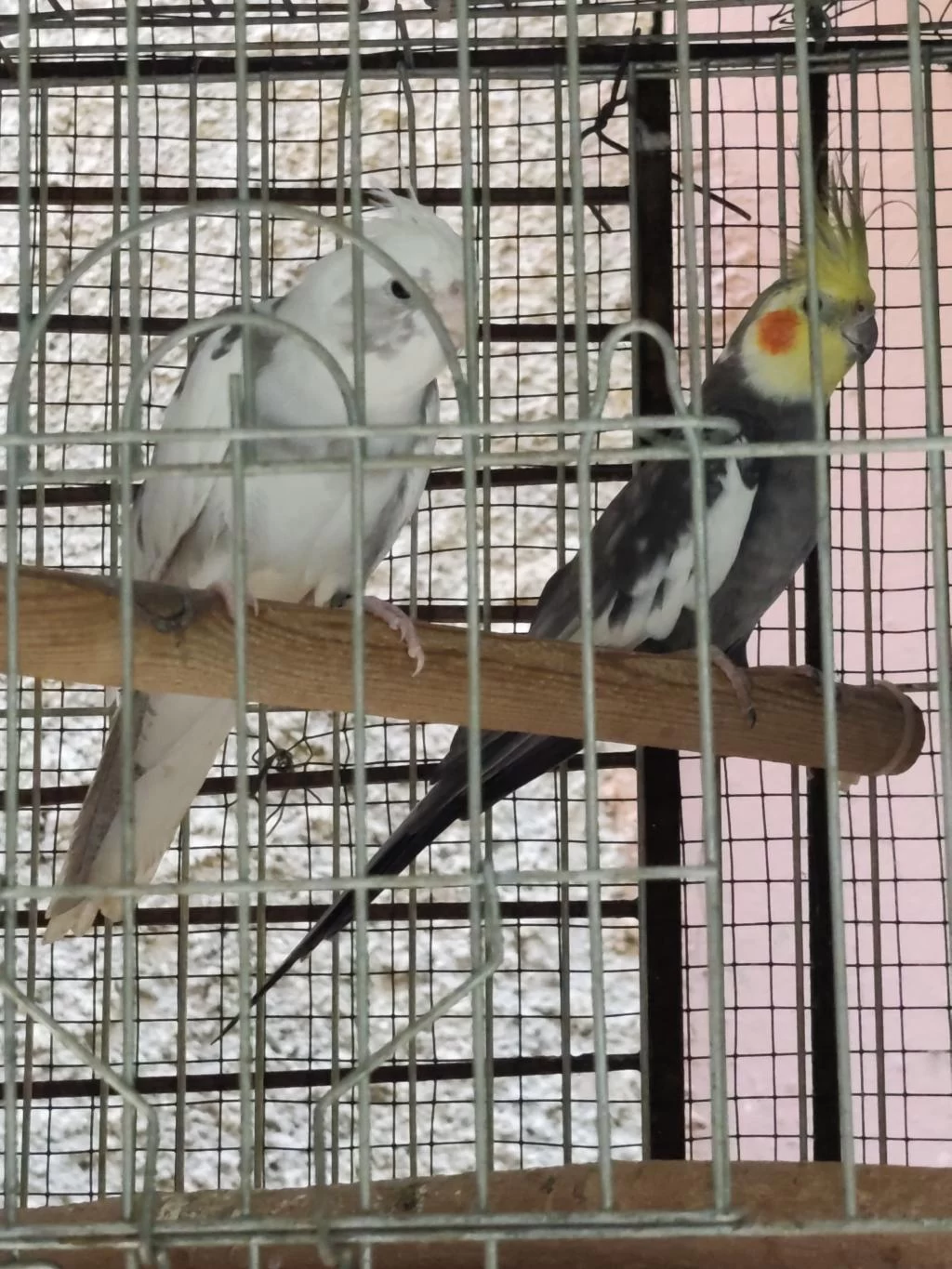 Toptan Sultan Ve Muhabbet Kuşu