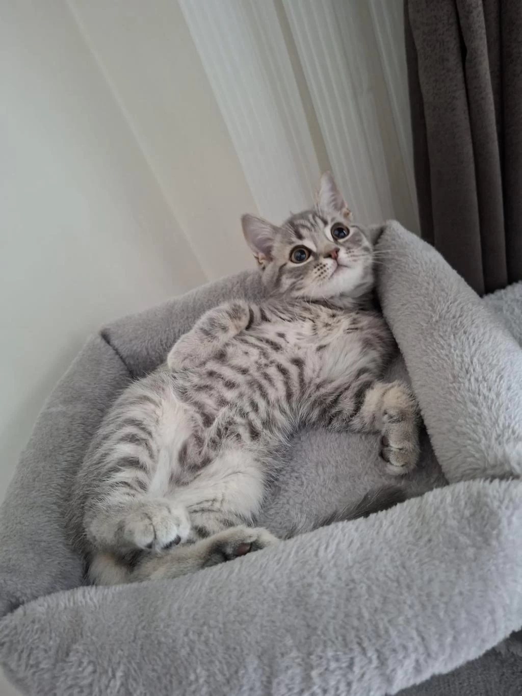 British Shorthair 3 Aylık Kedimiz