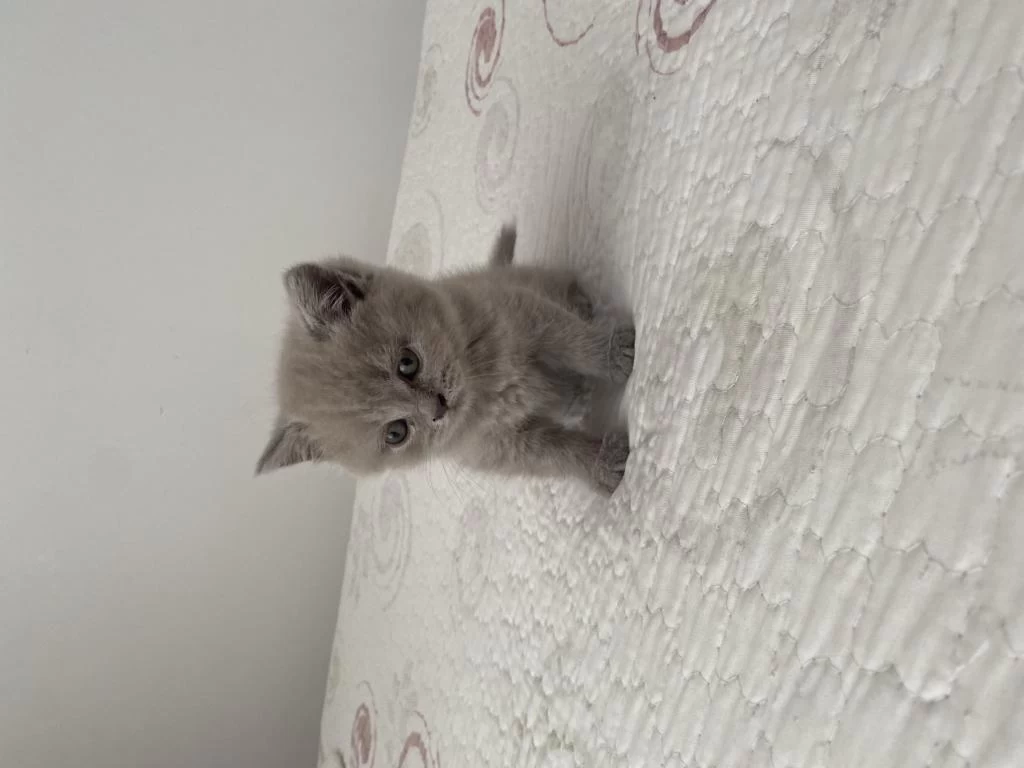 Dişi British Shorthair Dünyalar Tatlısı 2 Aylık