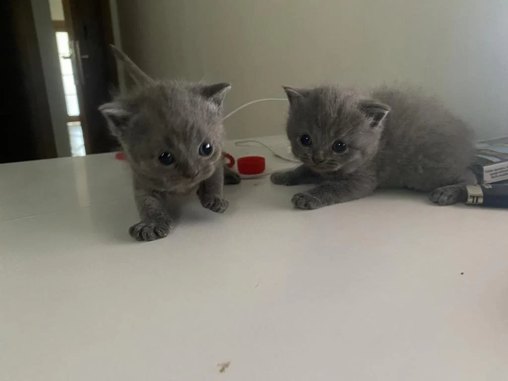 Scottish Fold Longhair