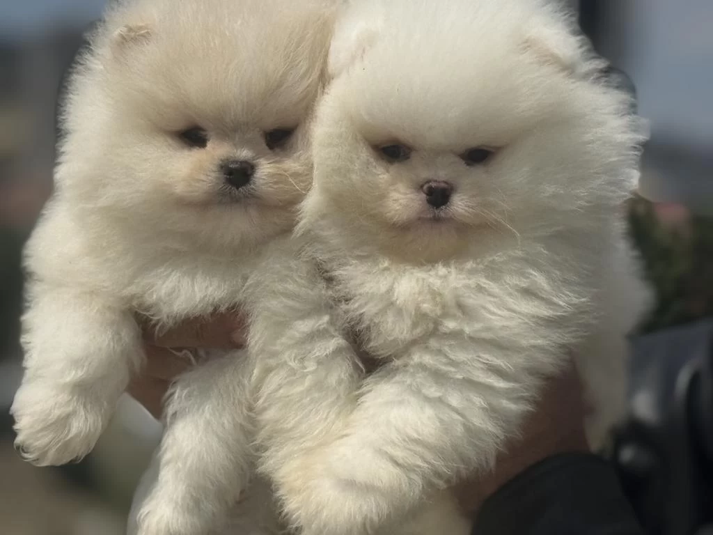 Petmode Köpek Çiftliğinde Ziyarete Açık Pomeranian