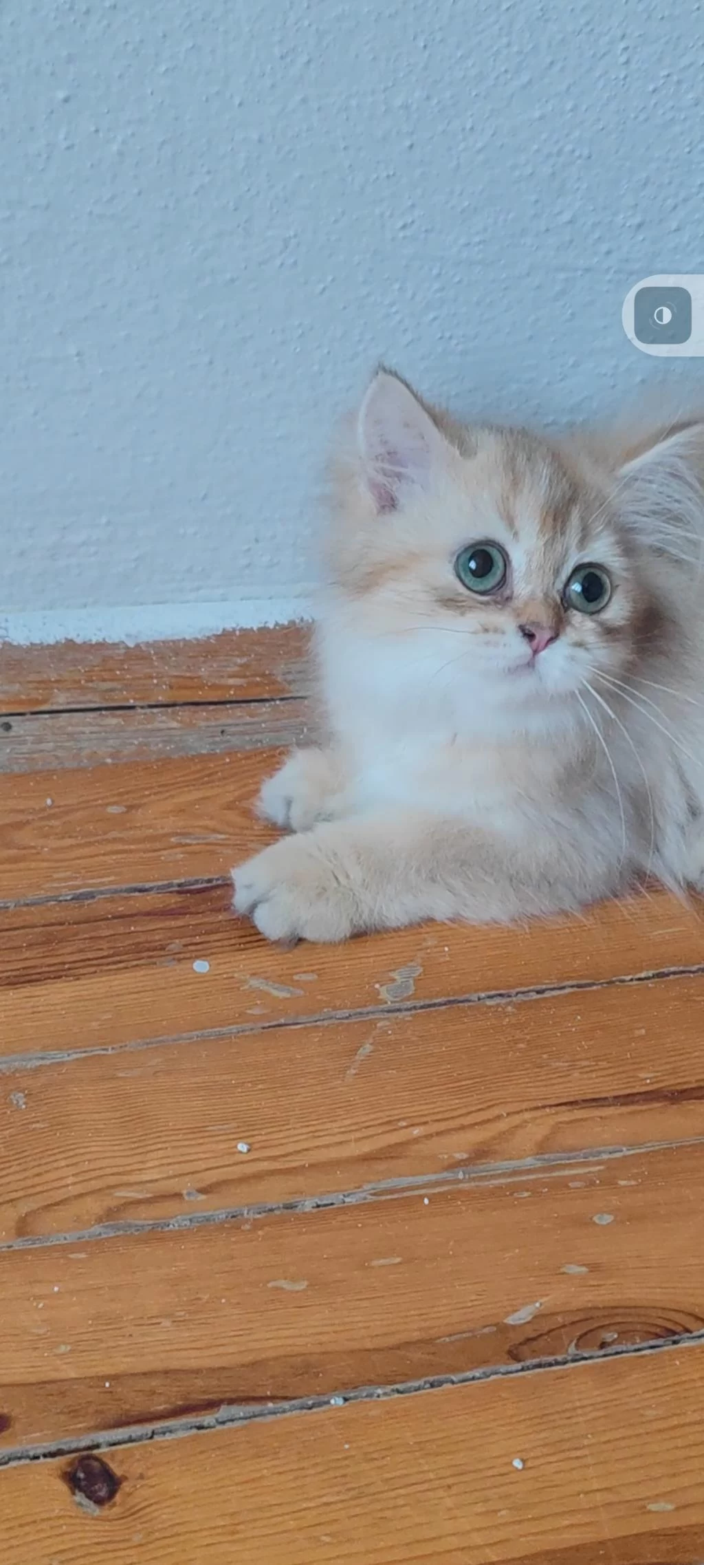 British Longhair Golden
