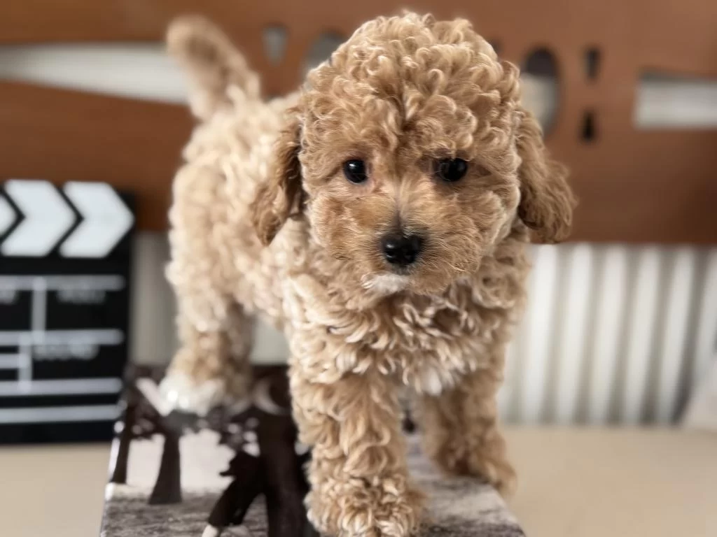 Petmode Köpek Çiftliğinde Ziyarete Açık Maltipoo