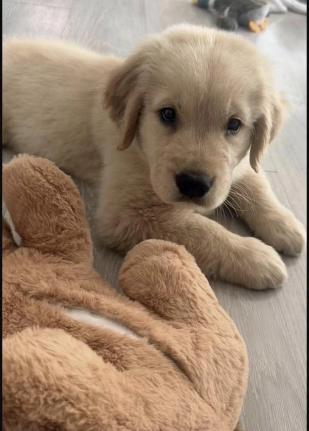 Golden Retriever Yavrusu