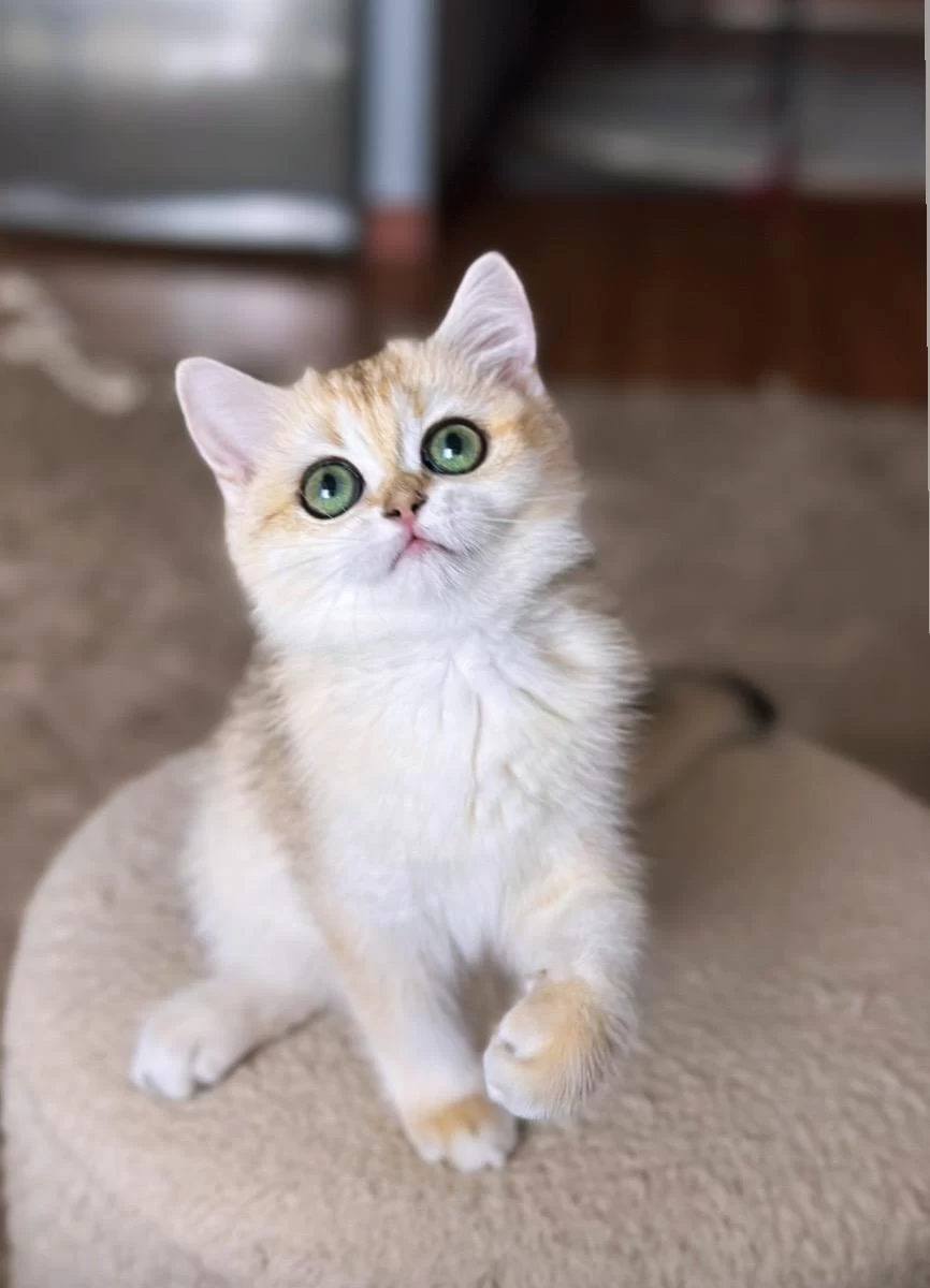 Şecereli British Shorthair Dişi Yavru