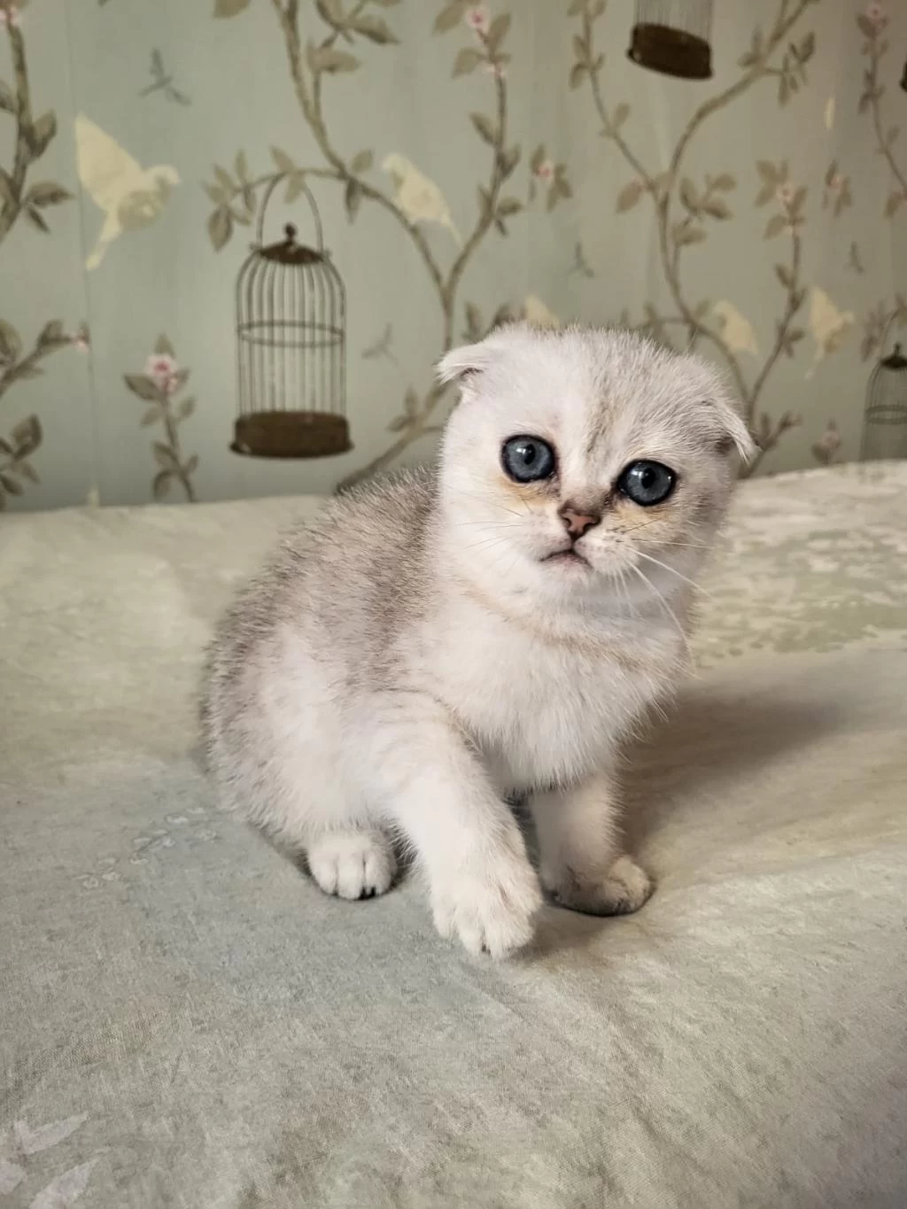 Scottish Fold Silver Point