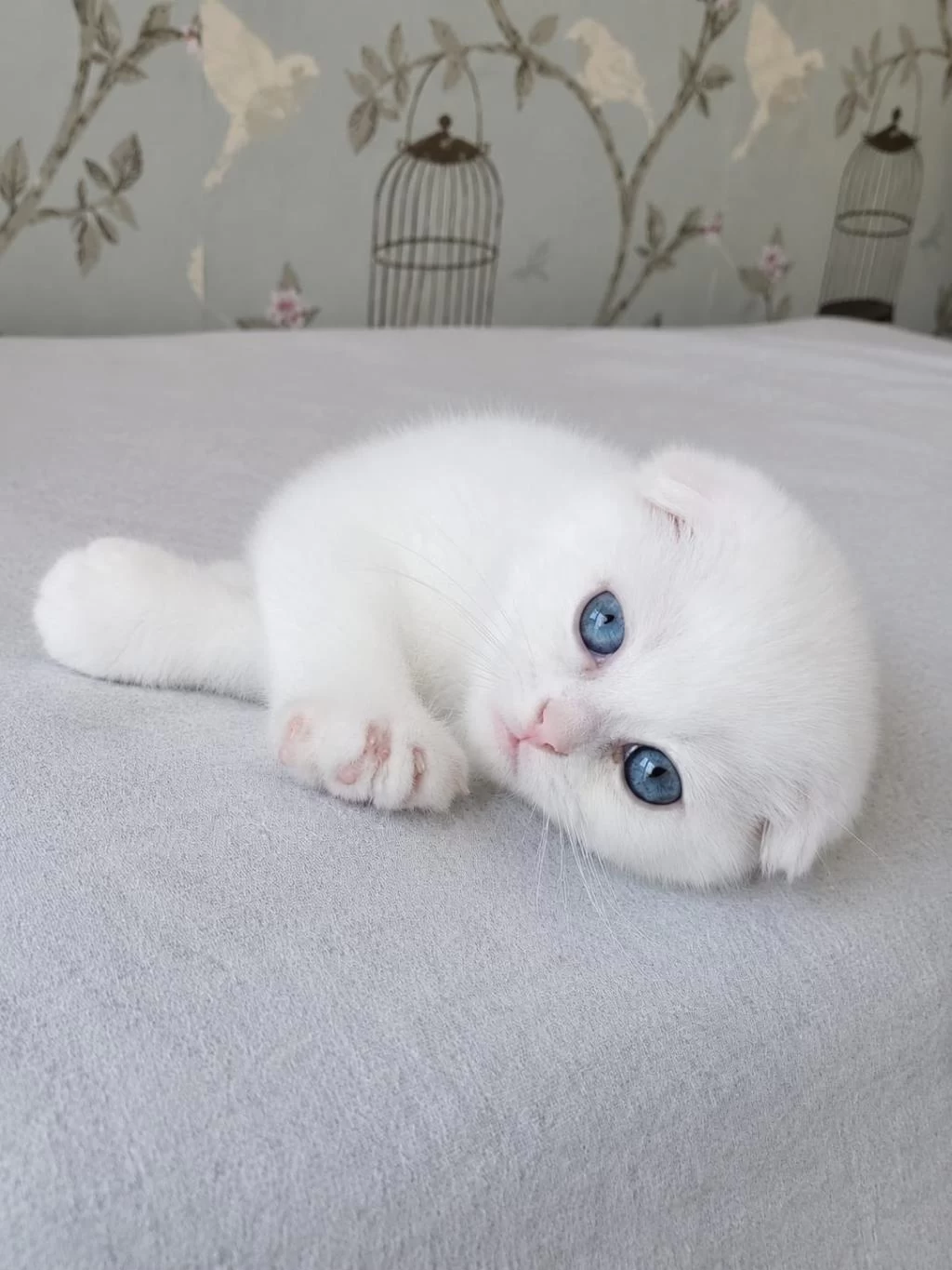 Beyaz Mavi Gözlü Scottish Fold Bebekler