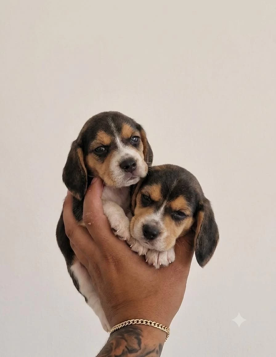 Sağlıklı Beagle Yavrular