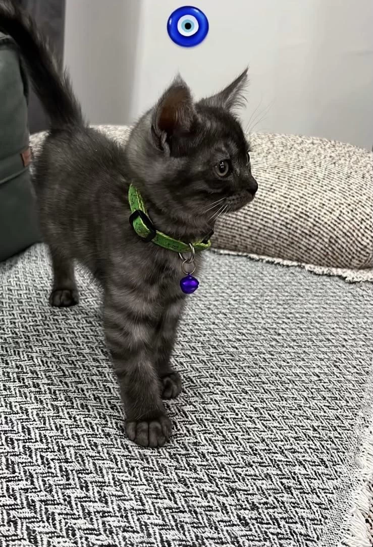 Black Smoke British Shorthair
