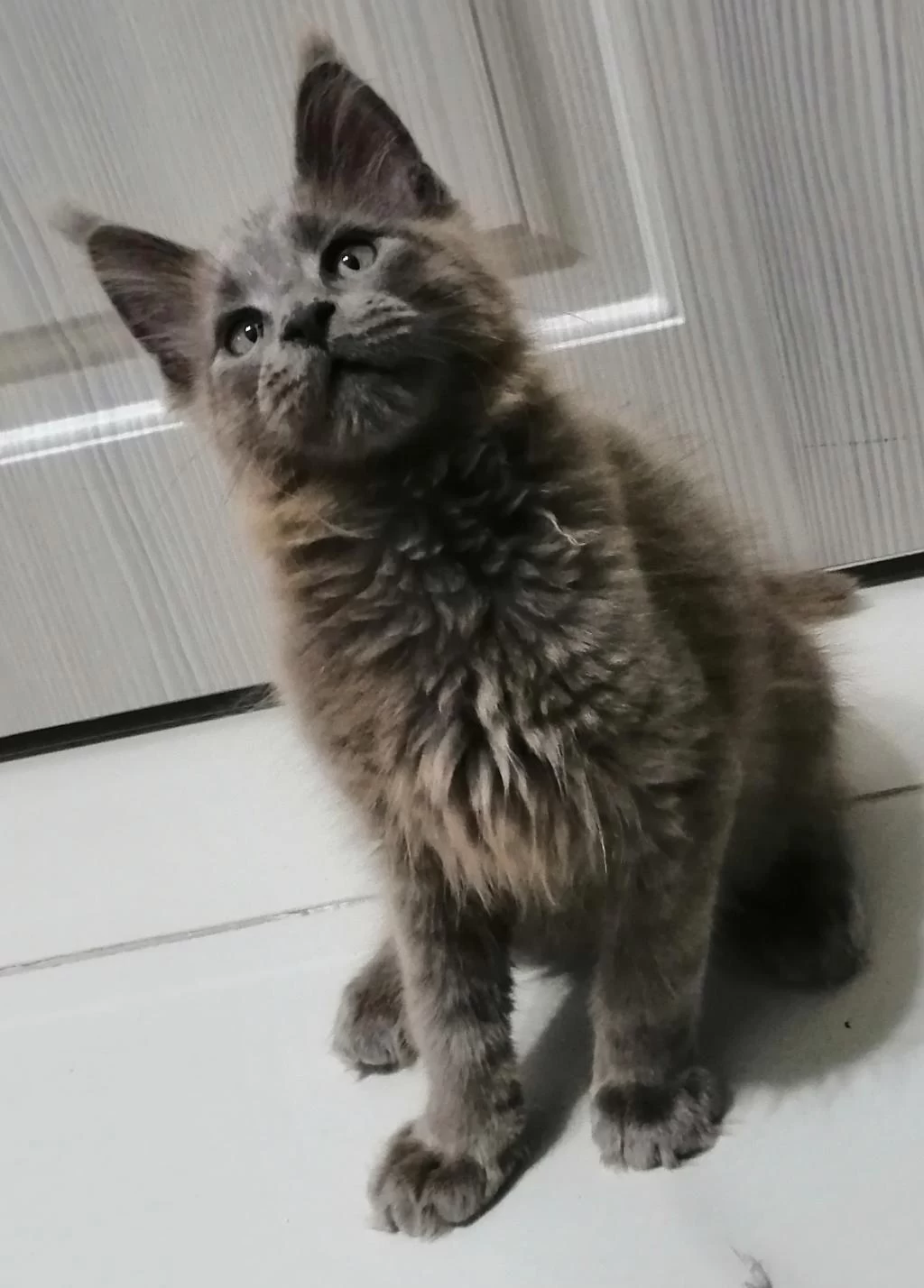Sağlıklı Safkan Minik Dev