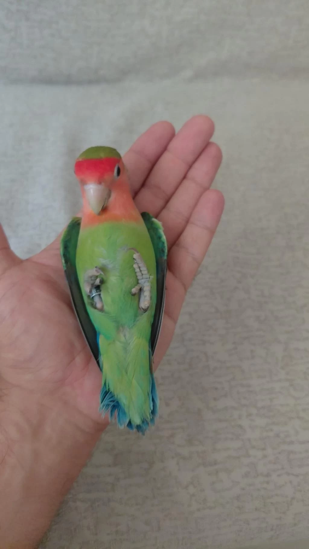 Harika Evcil Sevda Papağan