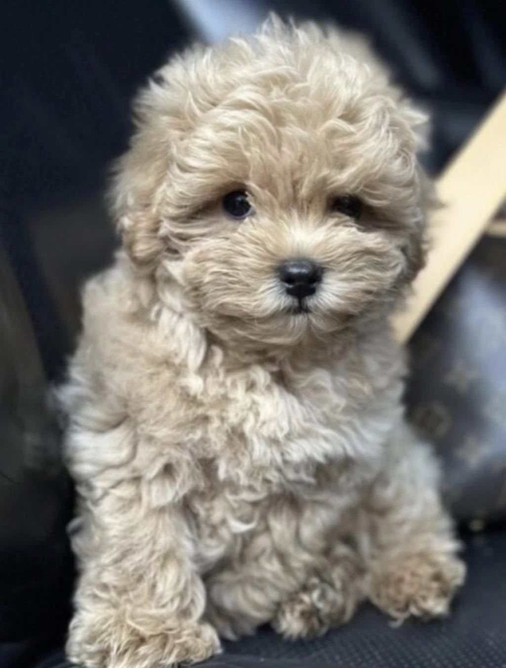 Maltipoo Barbi Bakimli