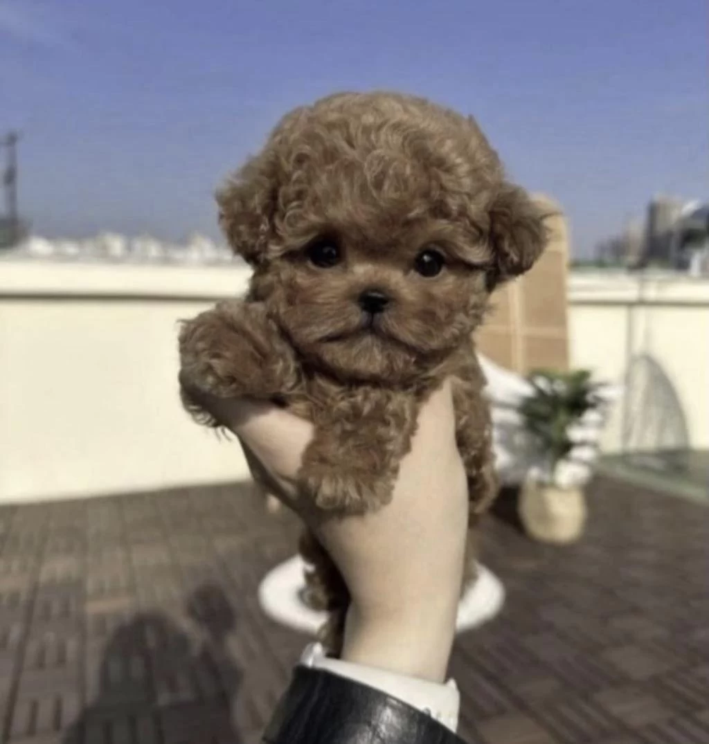Sağlıklı Toy Poodle Cins