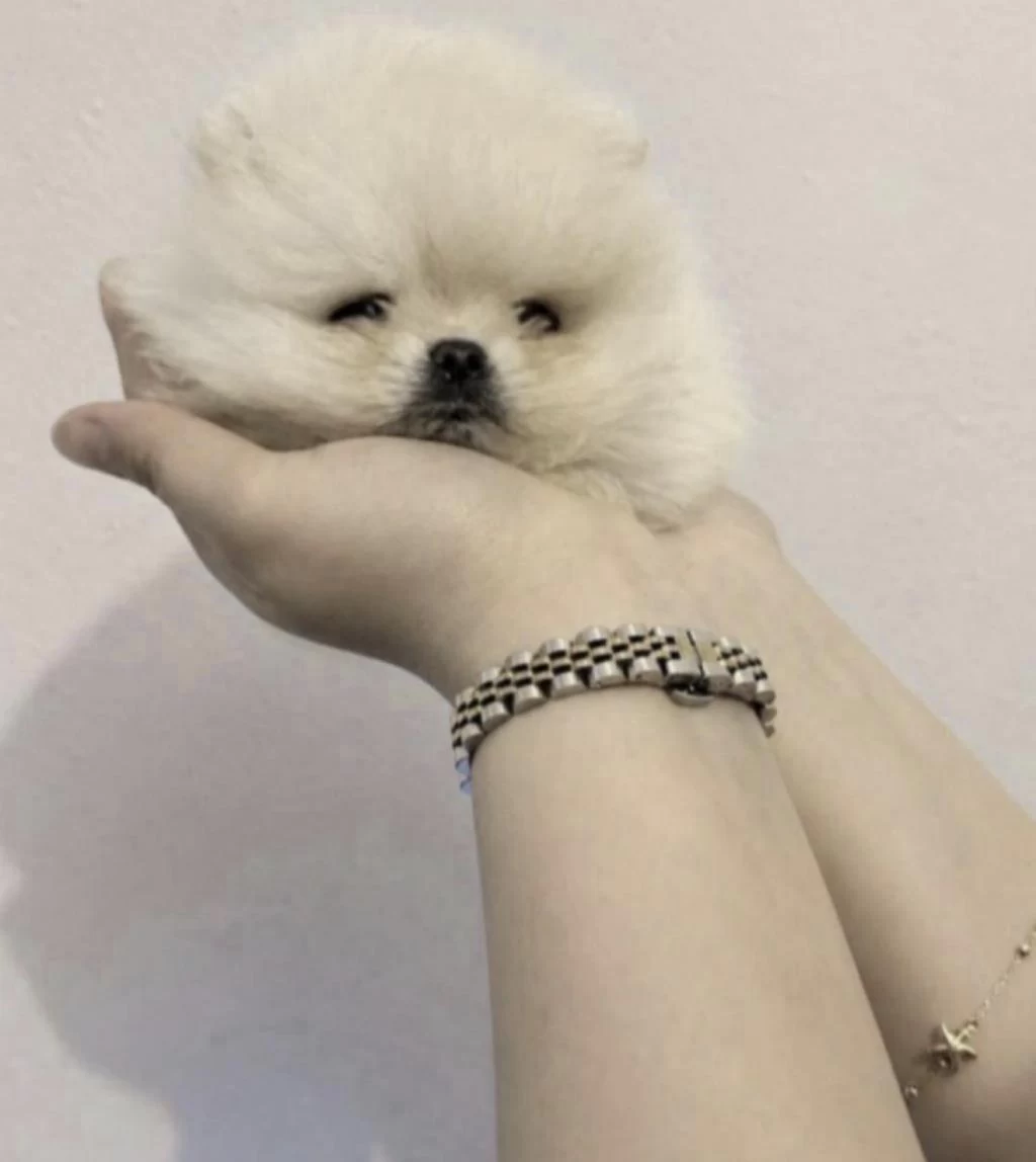 Pomeranian Boo Köpeği