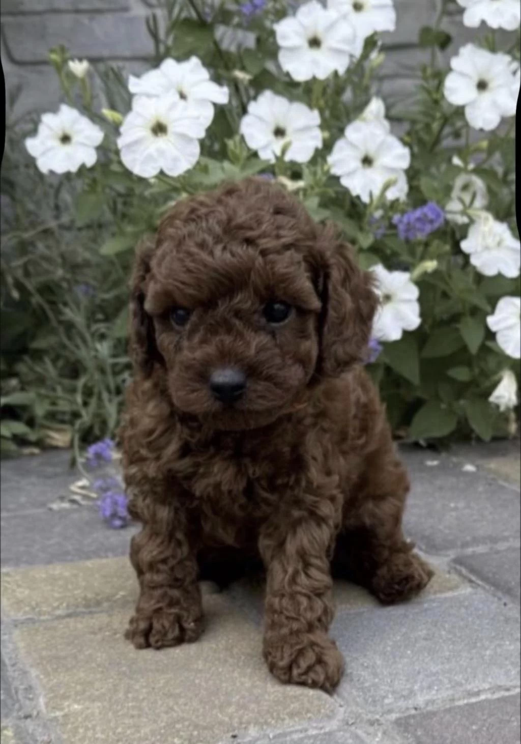 Sağlıklı Toy Poodle Köpeği