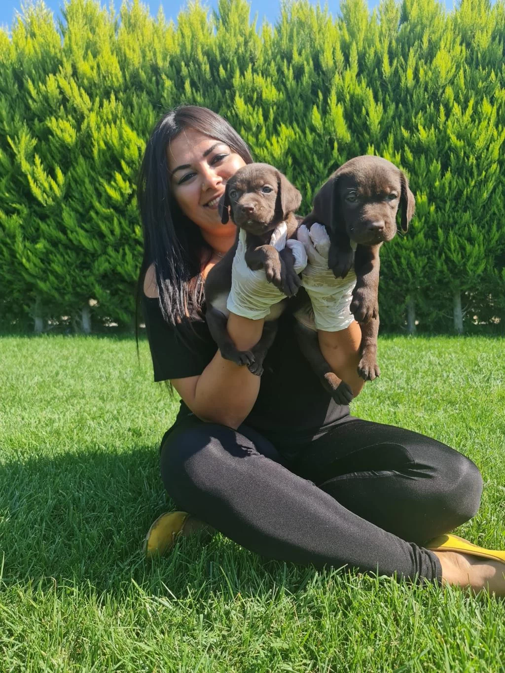 Safkan İrk Garantili Labrador Yavrularım