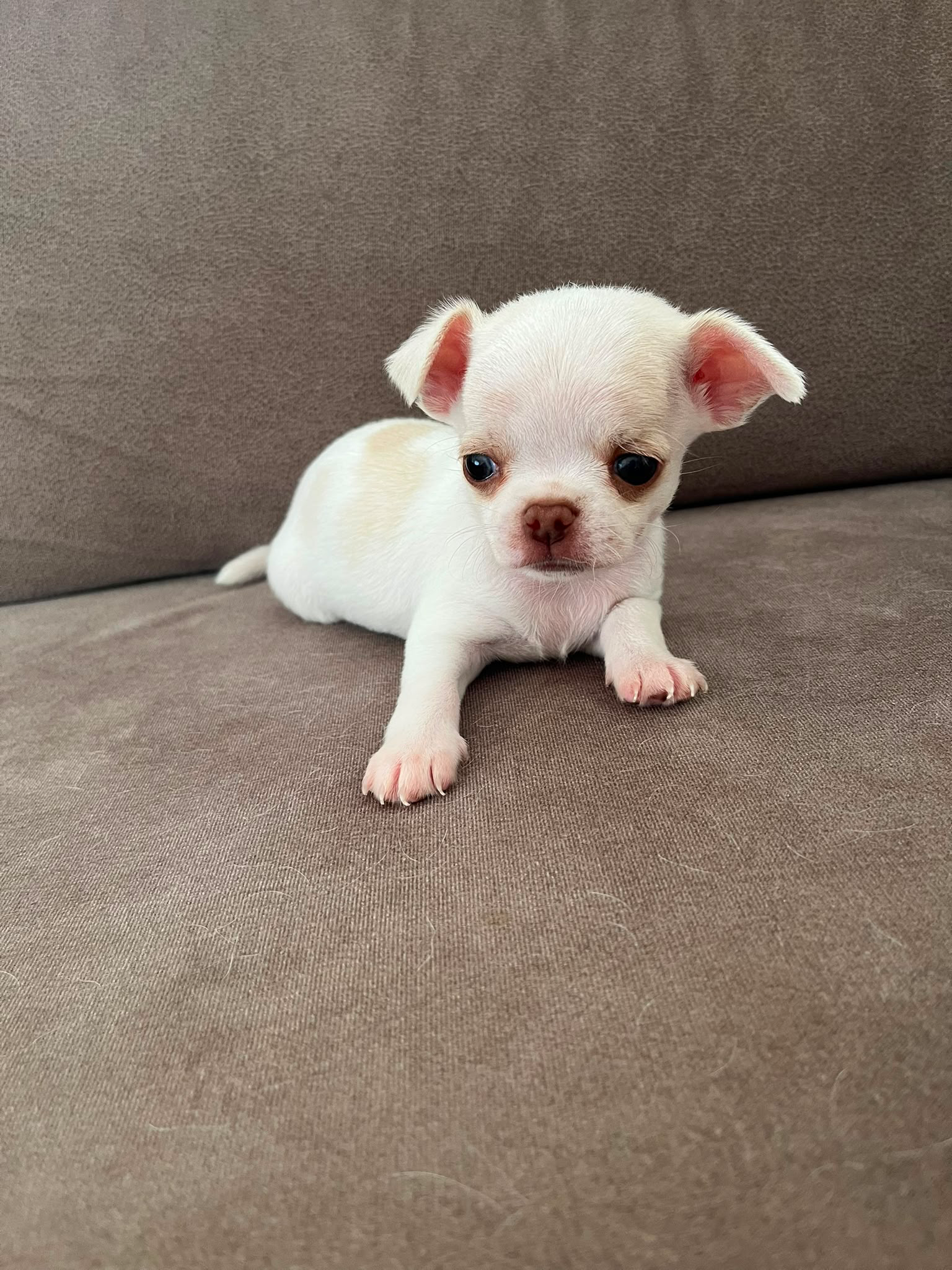 Yavru erkek Chihuahua (şivava)