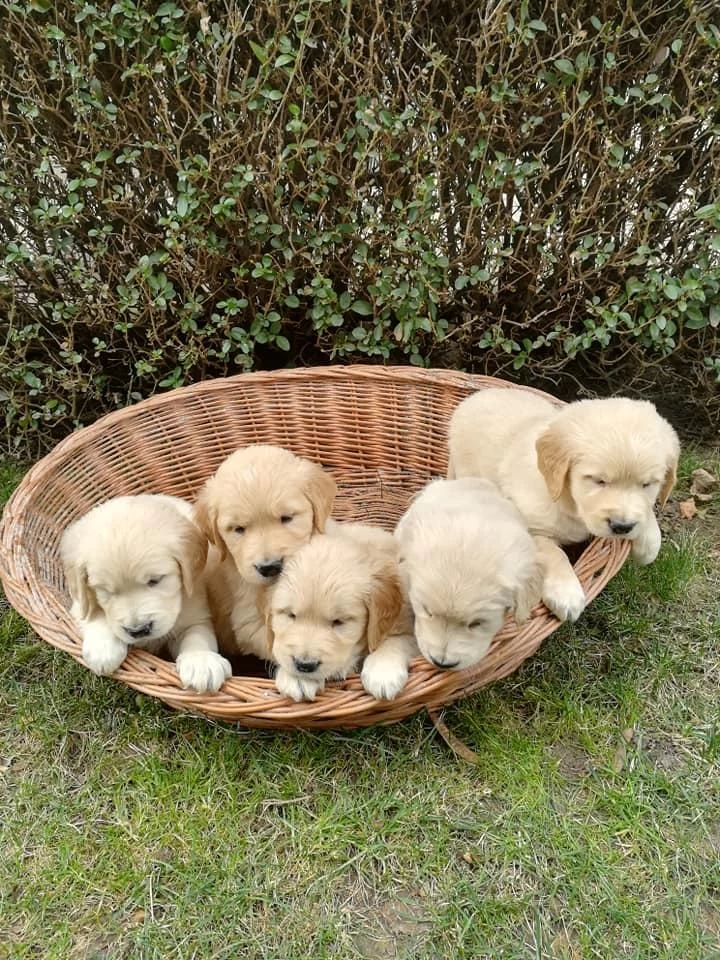 Golden Retriever Yavrulari