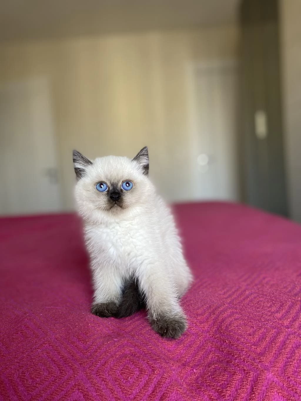 British Shorthair Chocalate Point Yavrularim