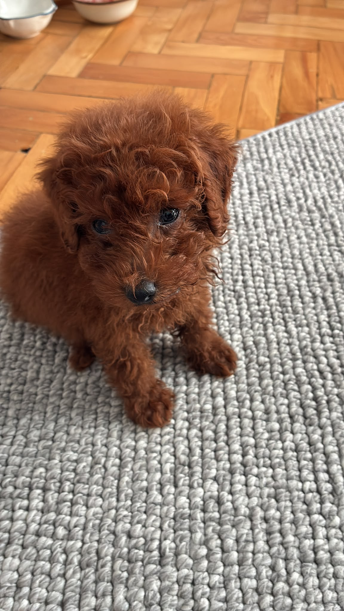Sevimli Baby Face Suratlı oyuncu köpeğimize yeni aile arıyoruz