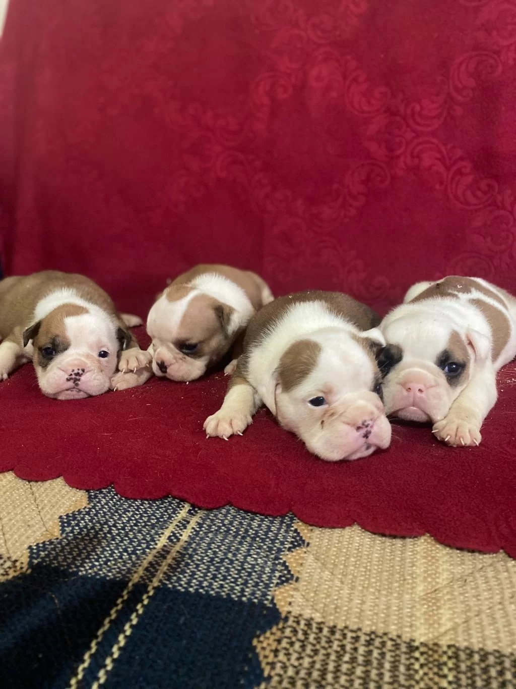 Orjinal İngiliz Buldog Bebekler