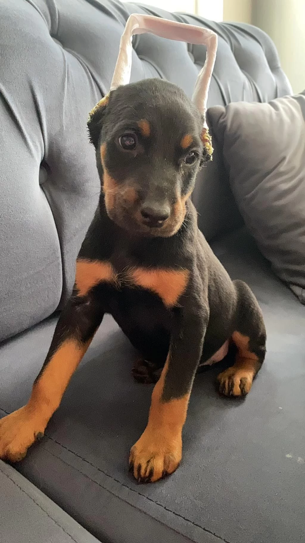 Estetikli Doberman Yavrular