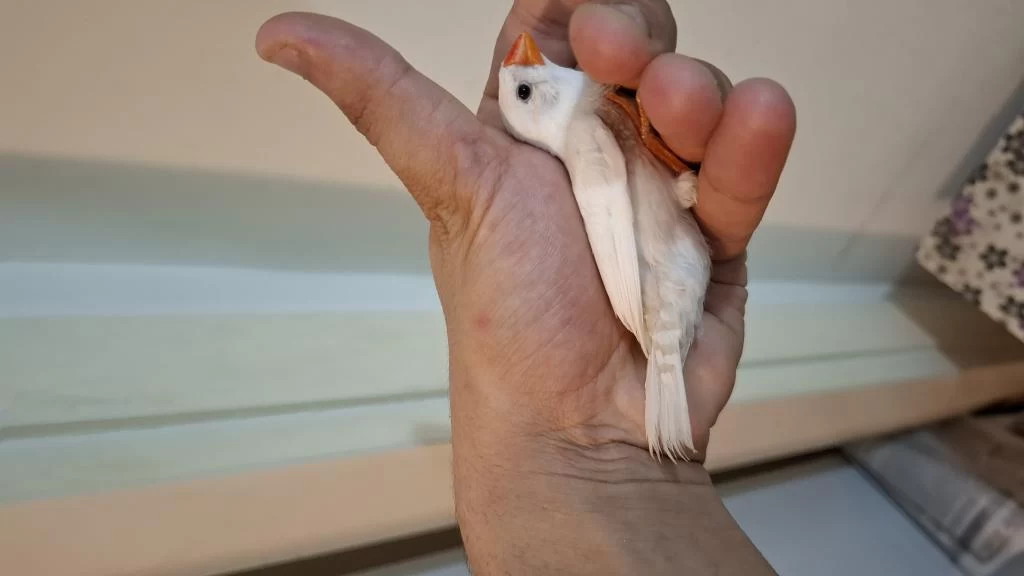 Ob White Erkek Kuşumuz