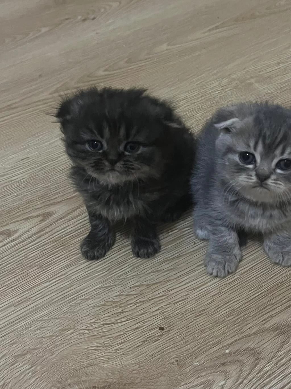 Scottish Fold 1,5 Aylık Orijinal