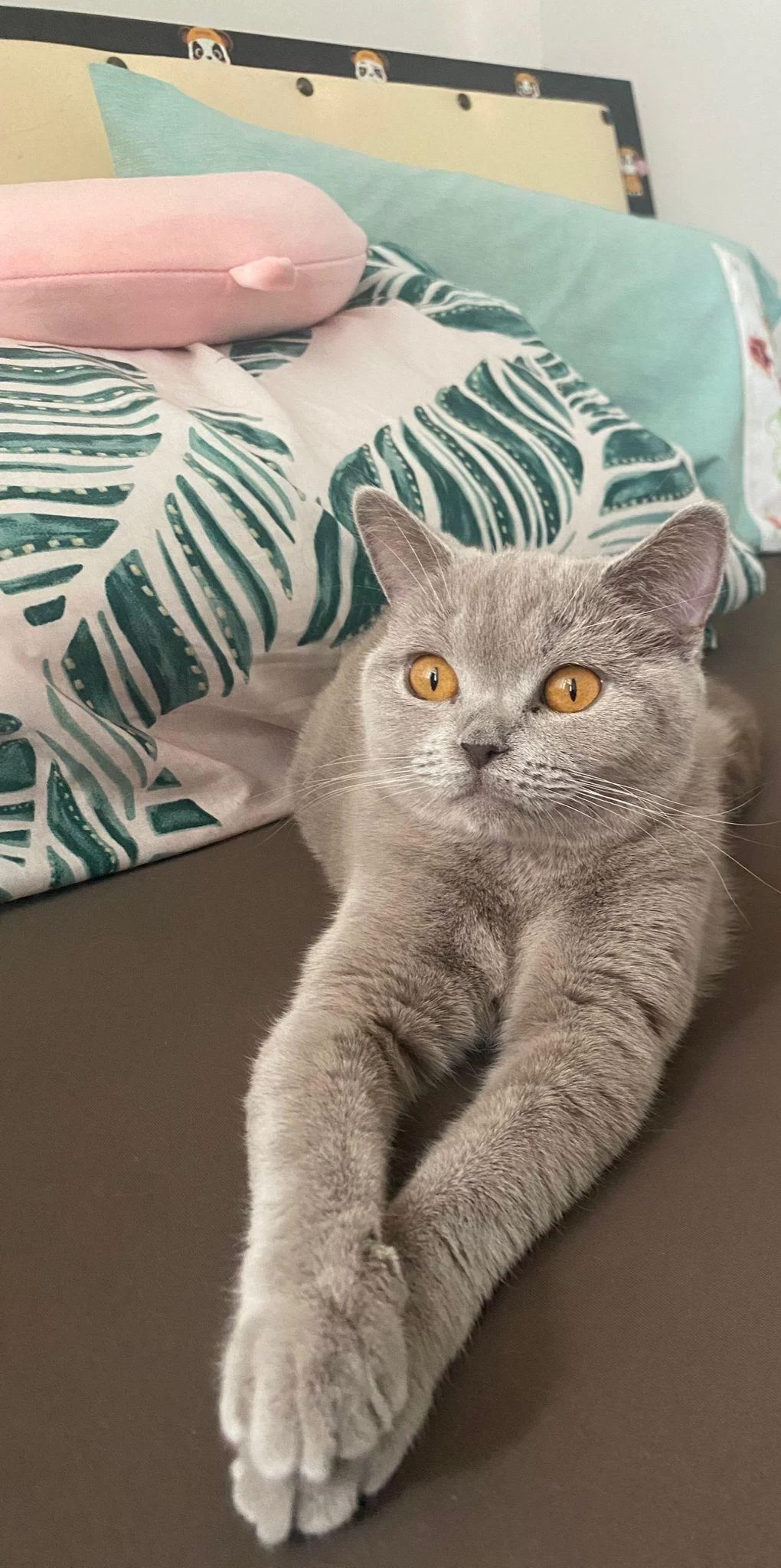 Dişi British Kedimiz Bella
