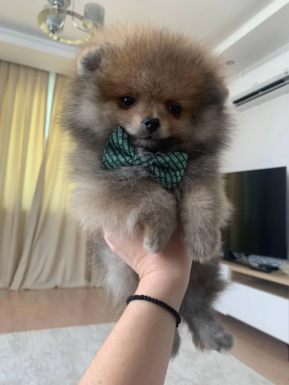 Pomeranian Boo Erkek Turuncu Rengi