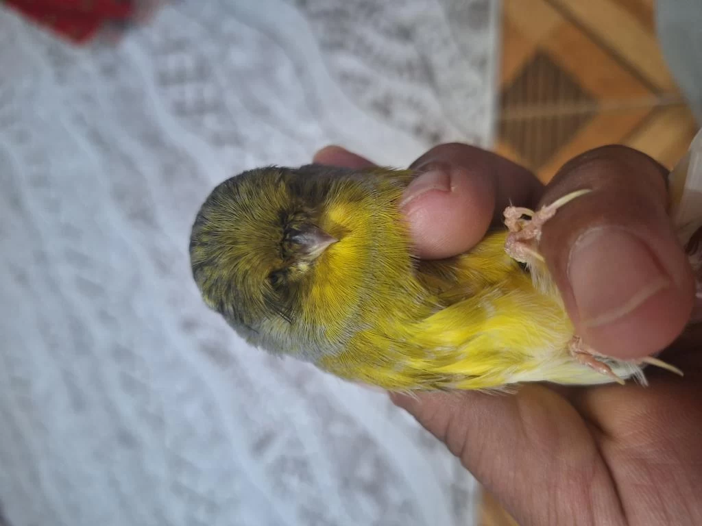 Gloster Çift Kanarya