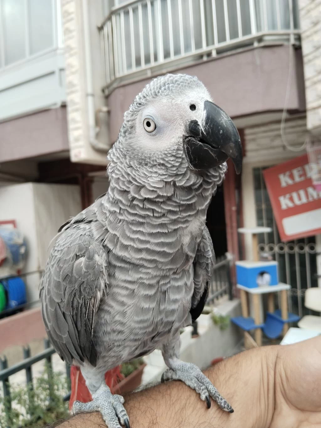 Full Evcil Oyun Hamuru Gibi Jako