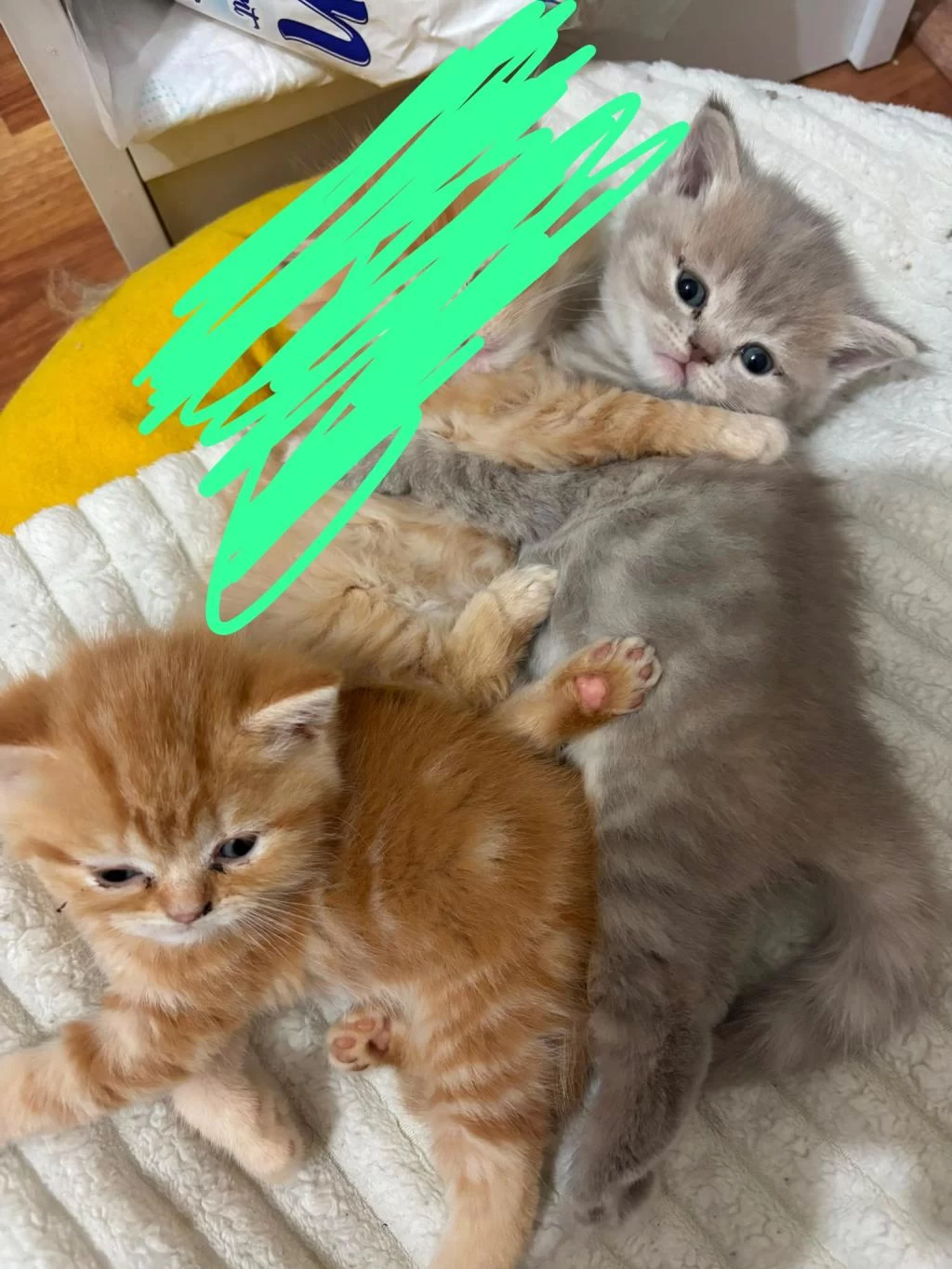 2 Güzel Yavru Kedimize Yuva Aranıyor Uyguna Acil